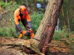 Best Tree Cabling and Bracing  in Georgetown, GA