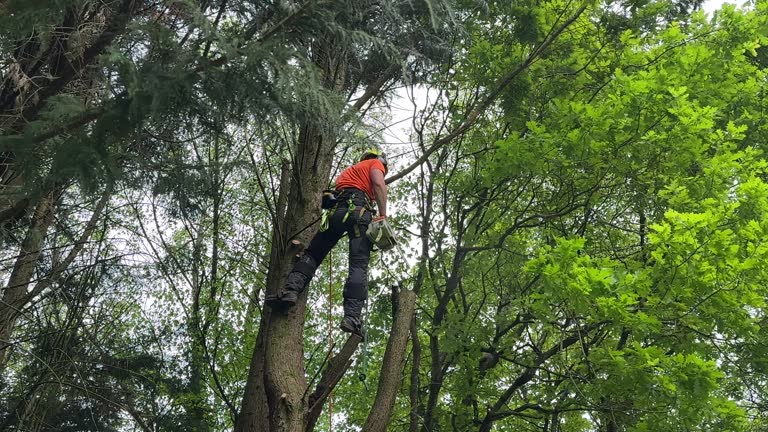 Georgetown, GA Tree Services Company